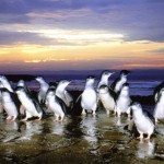 Penguin Parade