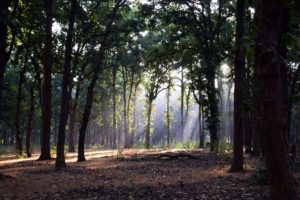 MP TOURISM | AMARKANTAK | JABALPUR | BANDHAVGARH | ITINERARY