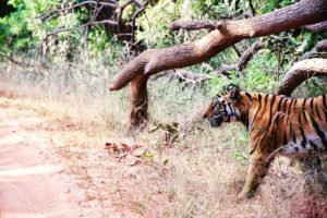 MP TOURISM | AMARKANTAK | JABALPUR | BANDHAVGARH | ITINERARY