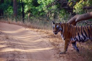 MP TOURISM | AMARKANTAK | JABALPUR | BANDHAVGARH | ITINERARY
