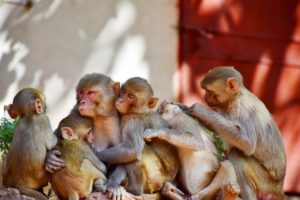 MP TOURISM | AMARKANTAK | JABALPUR | BANDHAVGARH | ITINERARY